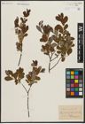Foto von Salix aurita L.